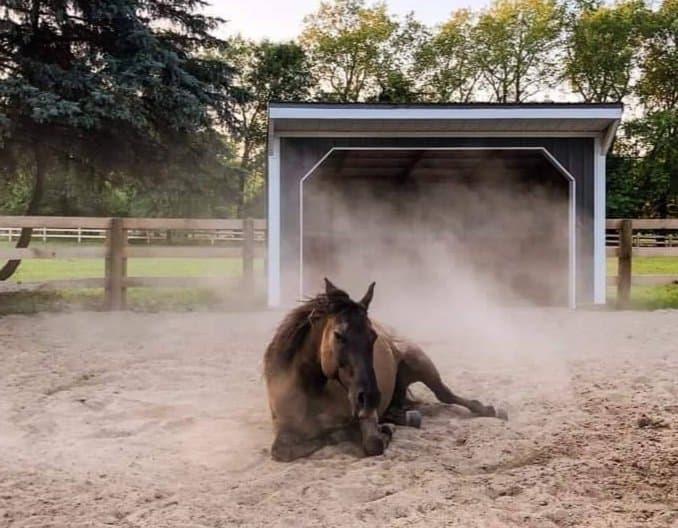 Horse Run In 10 x 16